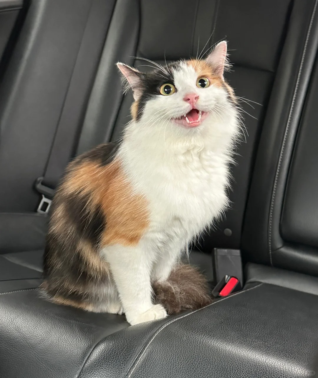 三花猫！大美女？我先晒！
蕉蕉向各位哥哥姐姐问声好！喵~
猫咪在身边，快乐永无边