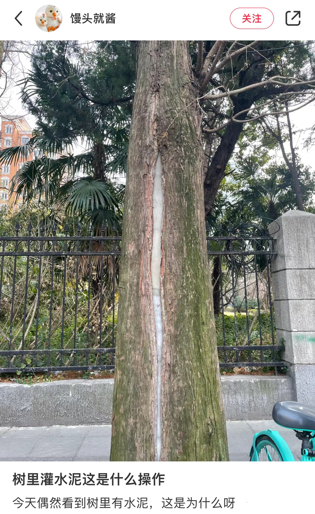 往树里灌水泥树不会死吗？，这是为什么呢，我也很好奇