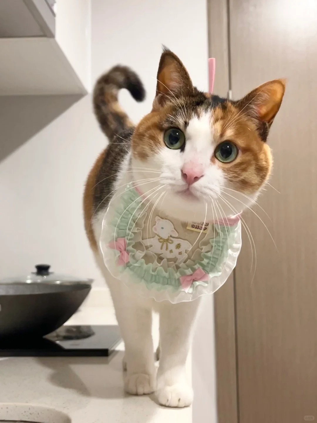 你好，要来一块甜甜的奶油小蛋糕吗🍰
₍˄·͈༝·͈˄*₎੭让奶油小猫给枯燥乏味