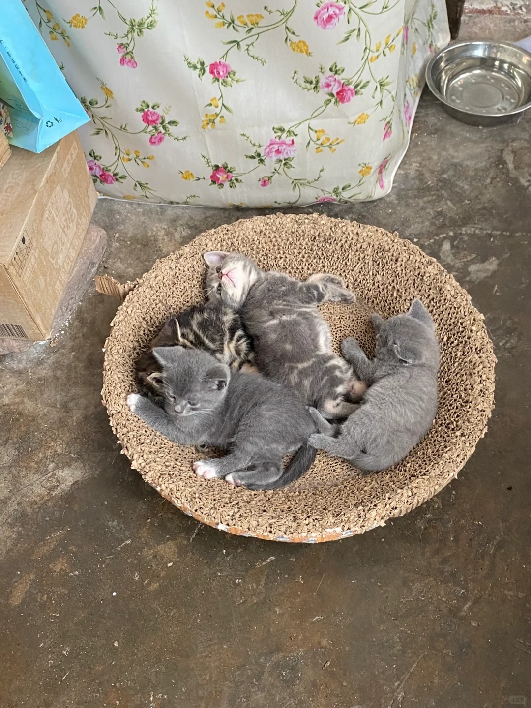选哪只，姐妹们
蓝猫生的一窝串串，喜欢黑猫、翻着肚皮那只小灰灰，难选呀