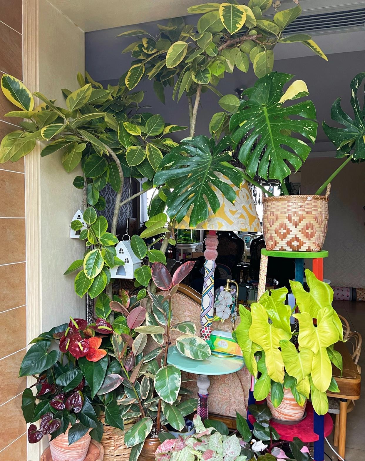 家人们，快来看啊，又给绿植凹了新造型
一整面植物墙，是不是很壮观啊
但是有一个缺