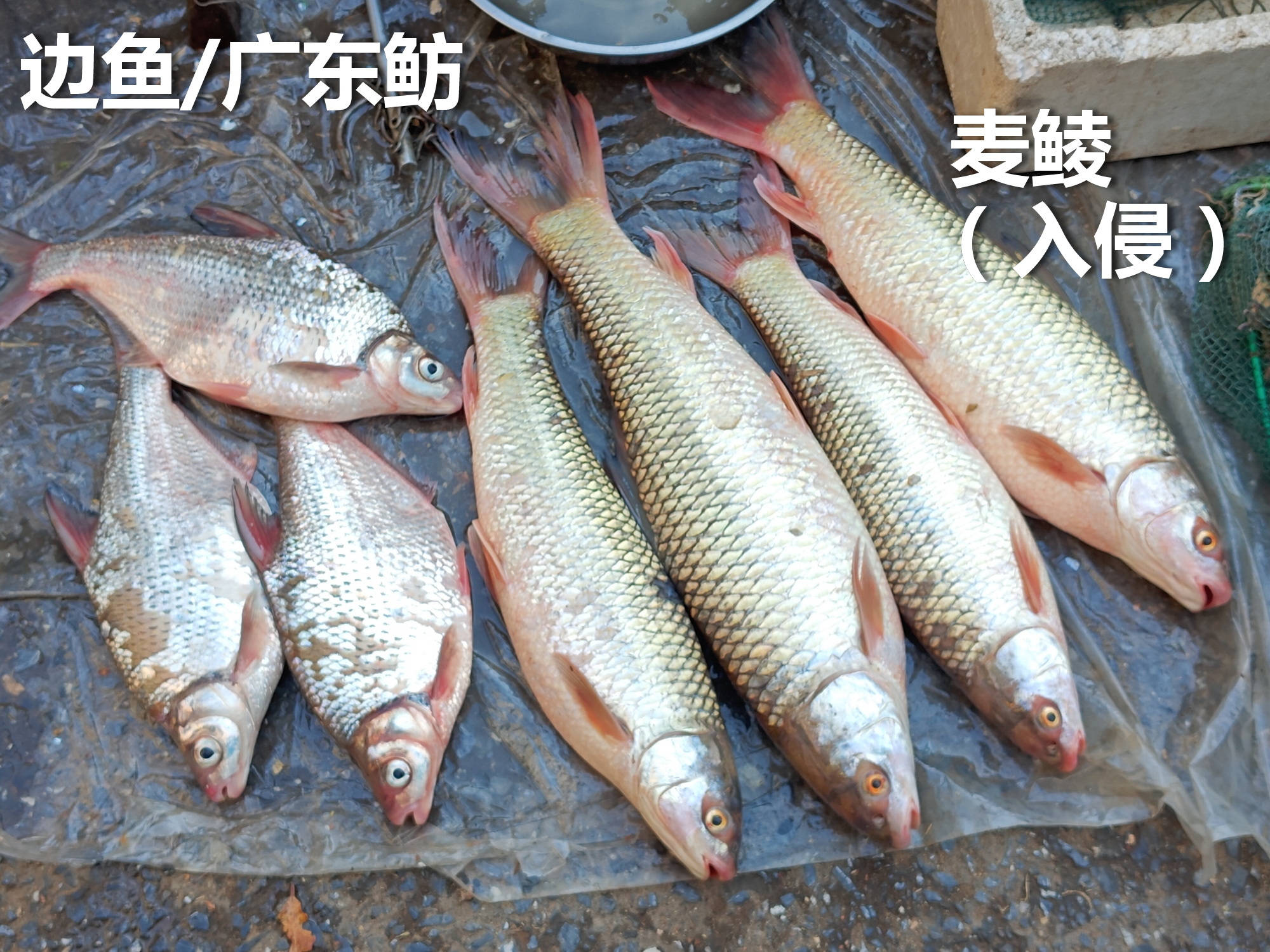 早市想买条河鱼，没法下手，不是多刺，就是难吃的入侵种。

1、边鱼（广东鲂）好吃