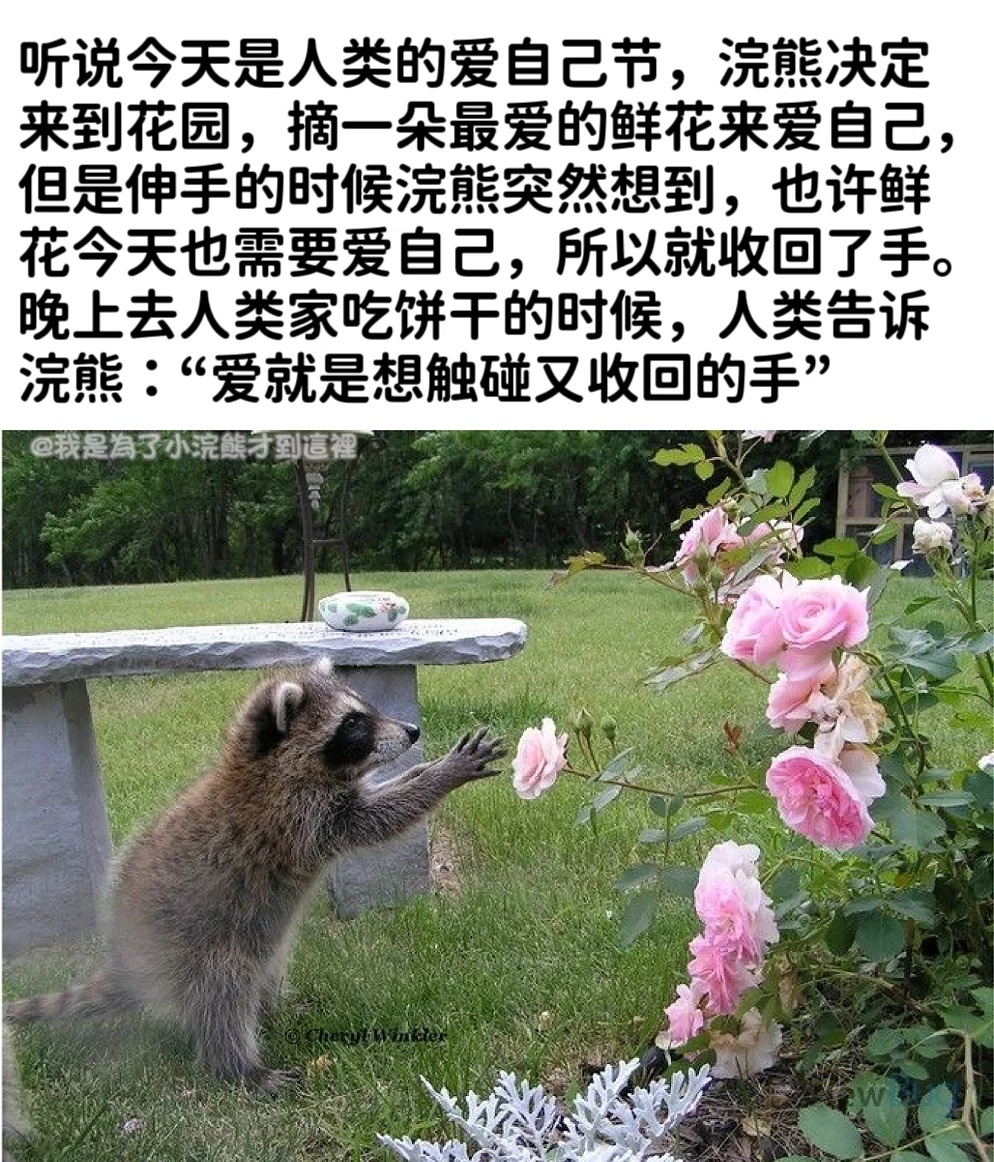 原来人类懂得比做小饼干更多的道理
浣熊心想：原来人类不仅会做好吃的小饼干，还懂什