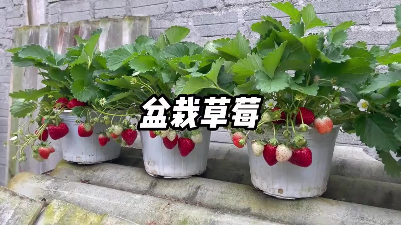 用草莓匍匐茎育苗种植草莓，结果还不错