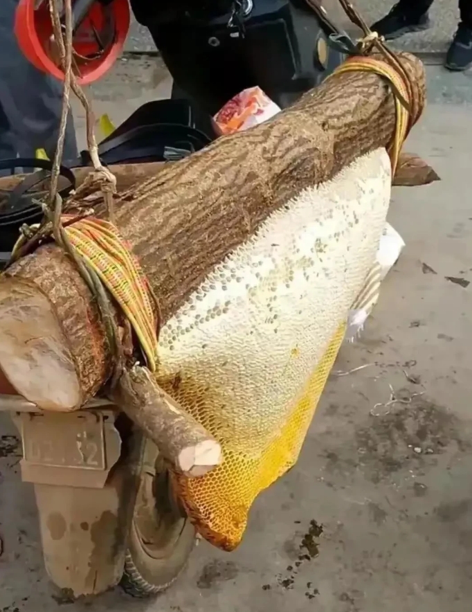 这野生的肯定做不了假吧。