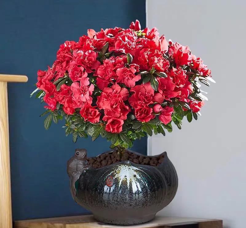 






杜鹃花又叫映山红、山石榴等，是我国传统名花之一，有“花中西施”的美