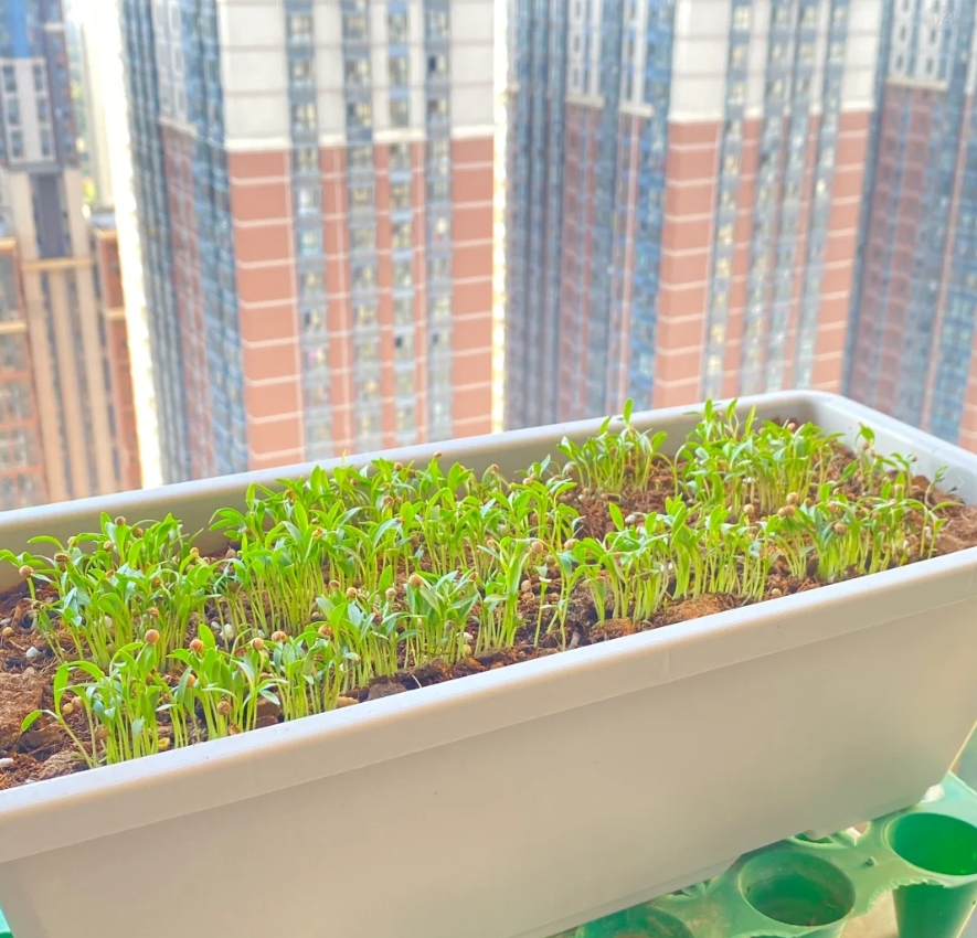 香菜种植方法：

1.种子捻开两半，不可以碎掉。

2.种子泡水24小时。

3