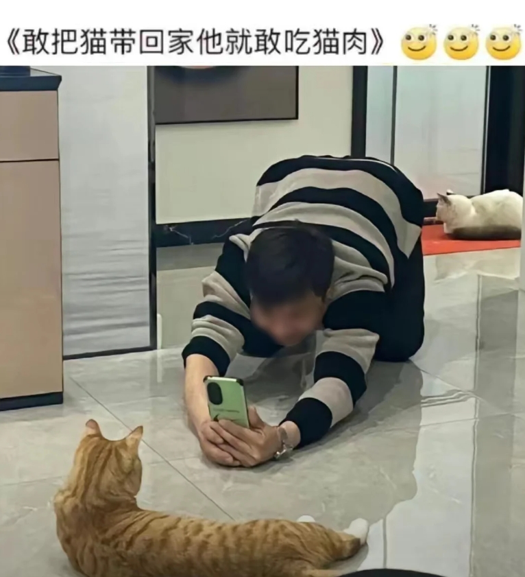 猫会制服每一个嘴硬的爸妈