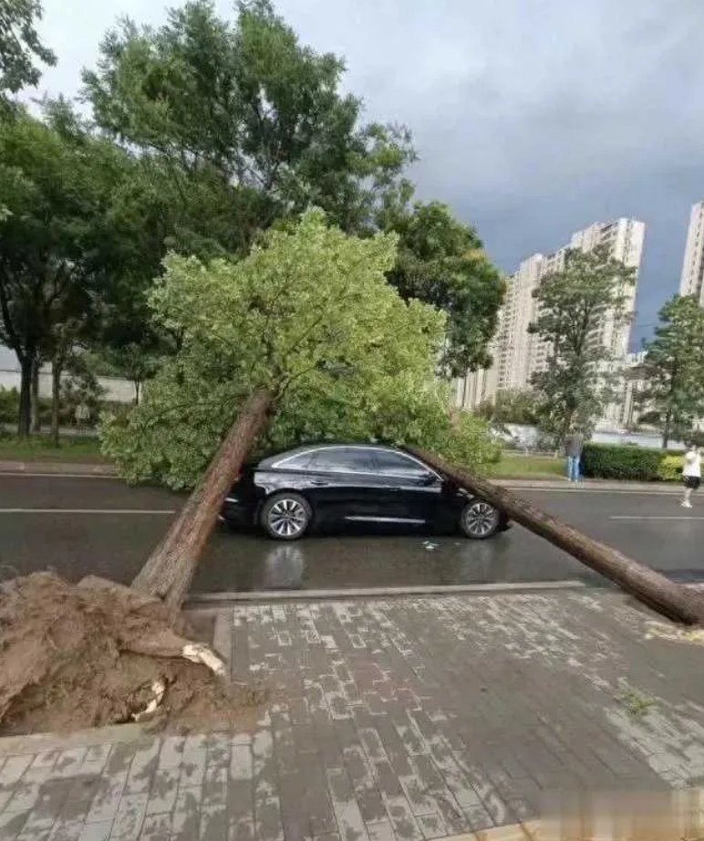 过个年的，就要大红大紫了！