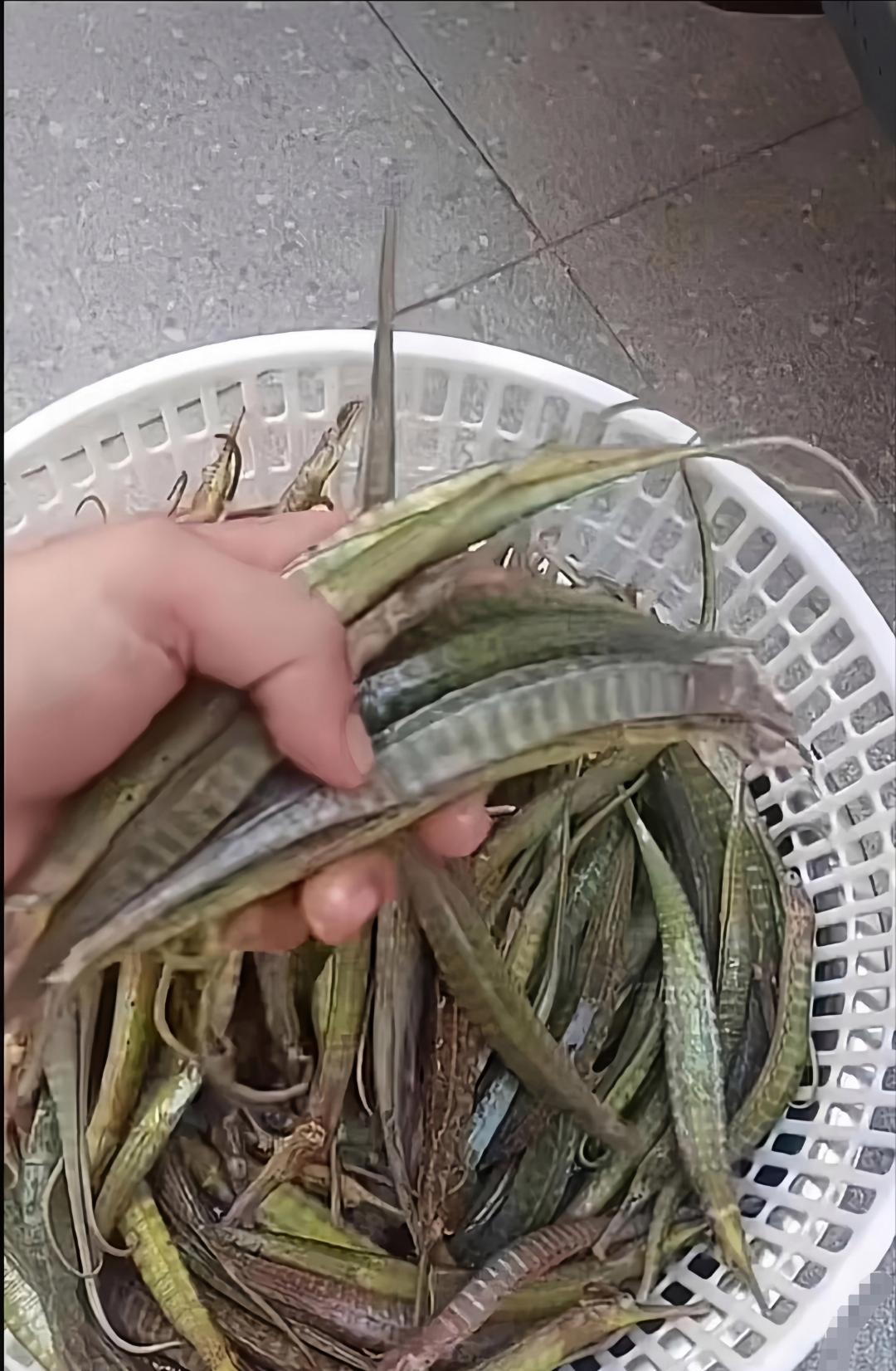 今天上午我叔父回家，好家伙，我着一看，带了好多怪鱼！这鱼居然是绿色的，跟染了色似