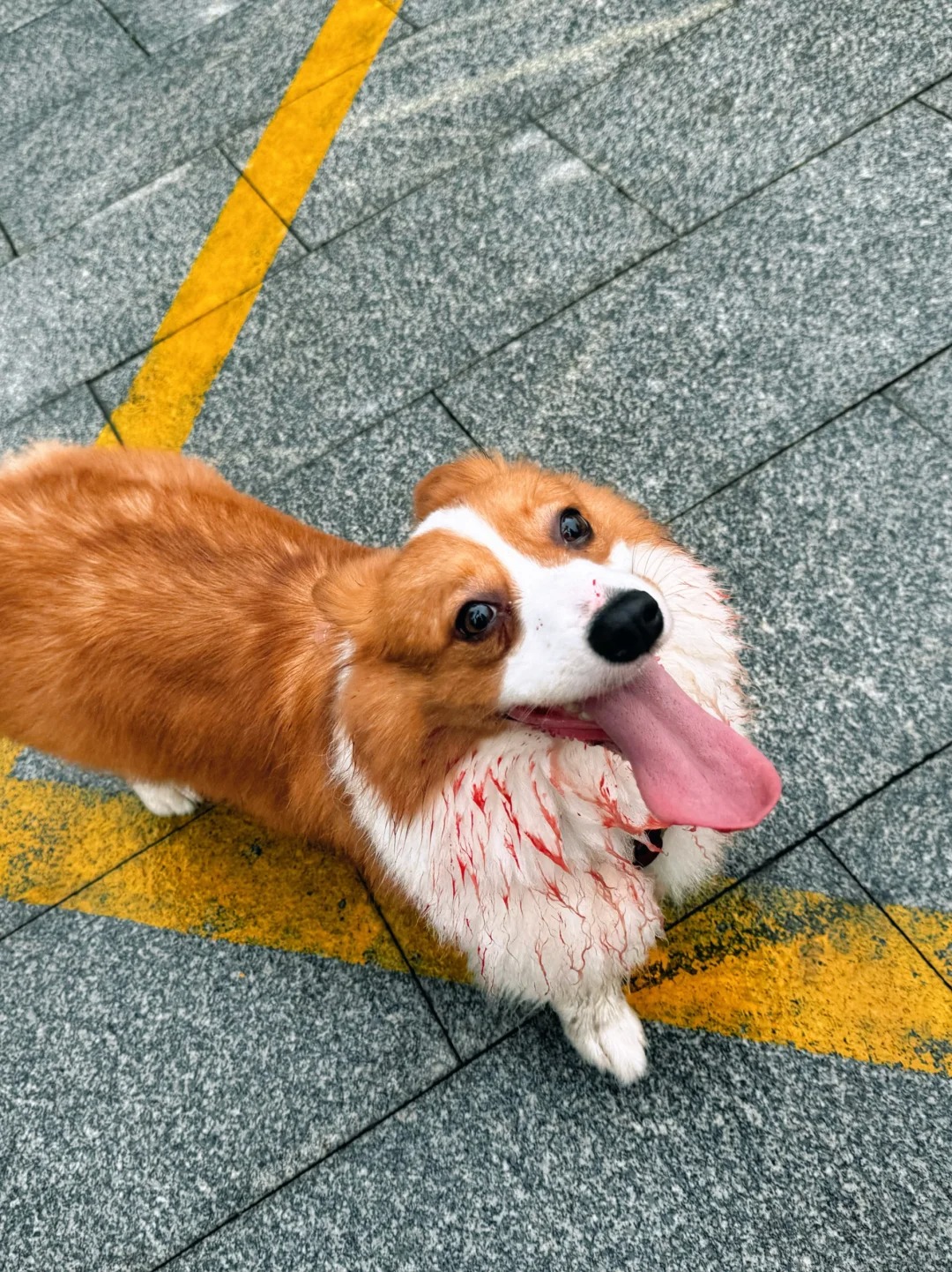 怎么有狗自己玩飞盘能给自己玩一身血