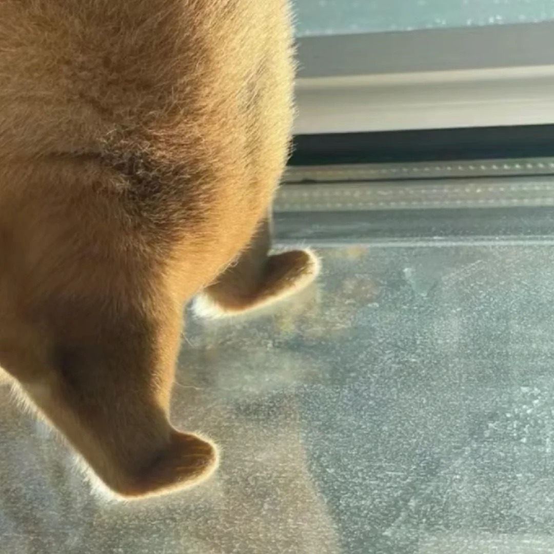 看看你家猫逐渐消失的婴儿感…
我发现婴儿感这玩意对猫也有效
我家猫到现在9个多月