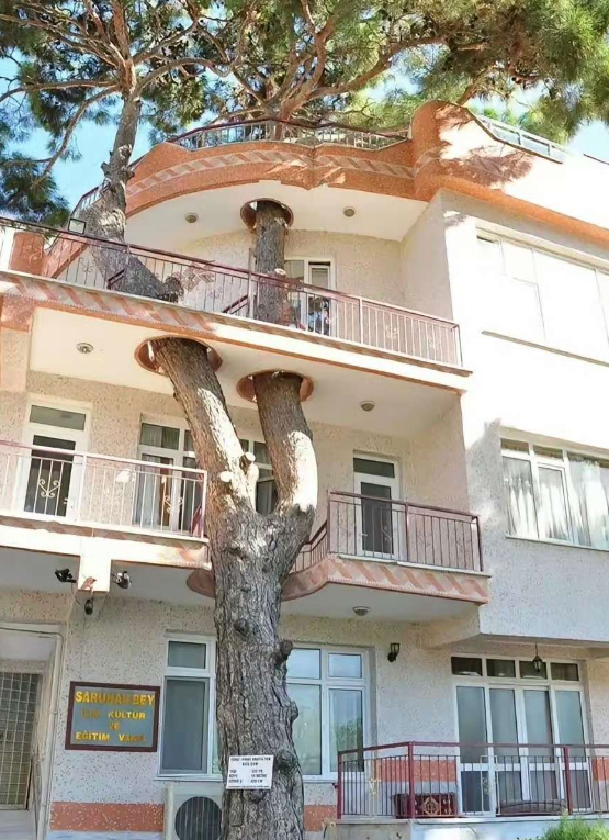 要建新房，又舍不得挖树，那么树房合一会如何