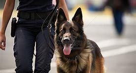 淘汰警犬不会杀 安排好去处

                         