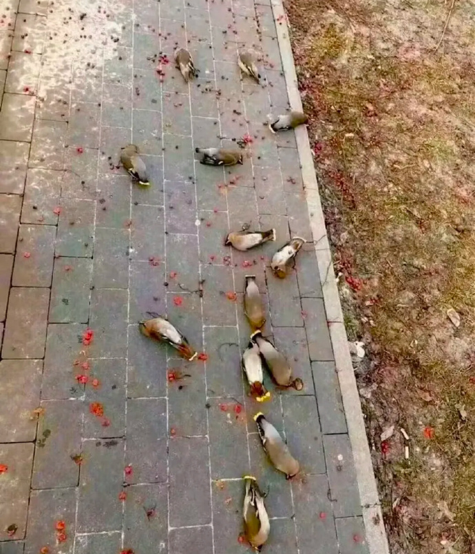 记得那看过的书说松鼠会吃发酵浆果醉倒，这个是吃农药寄了还是醉了？还有这是啥鸟？ 