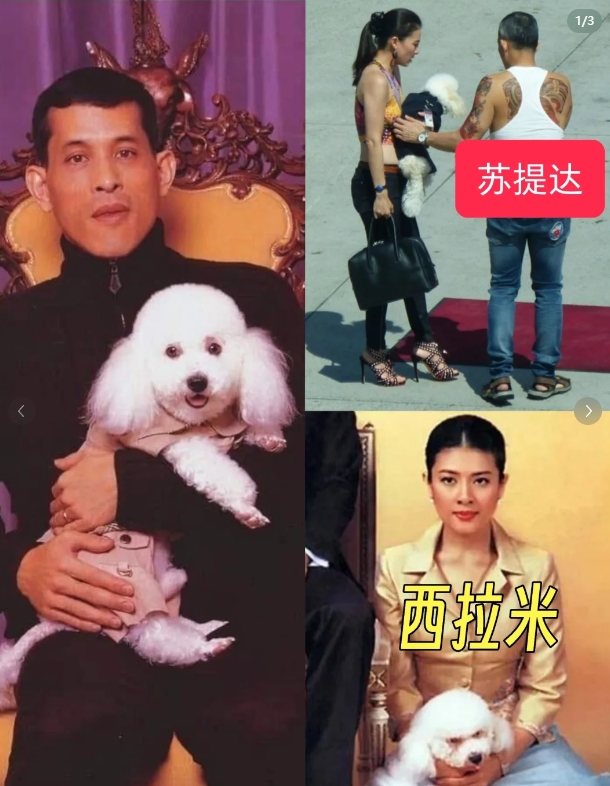 泰国王室:流水的王妃，铁打的福福
泰王玛哈得真爱不是西拉米，也不是苏提达，而是他