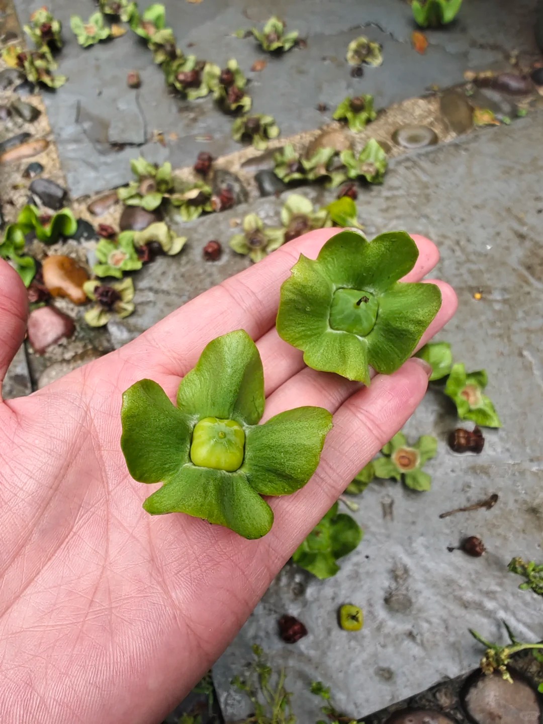 你们每年都这样，我有点无法接受了
成都每天都在下雨
你们就每天都在掉
虽说是自然