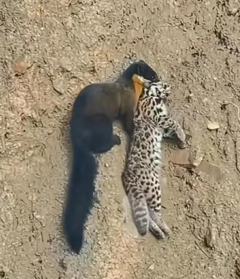 黄喉貂咬死豹猫真事

                             