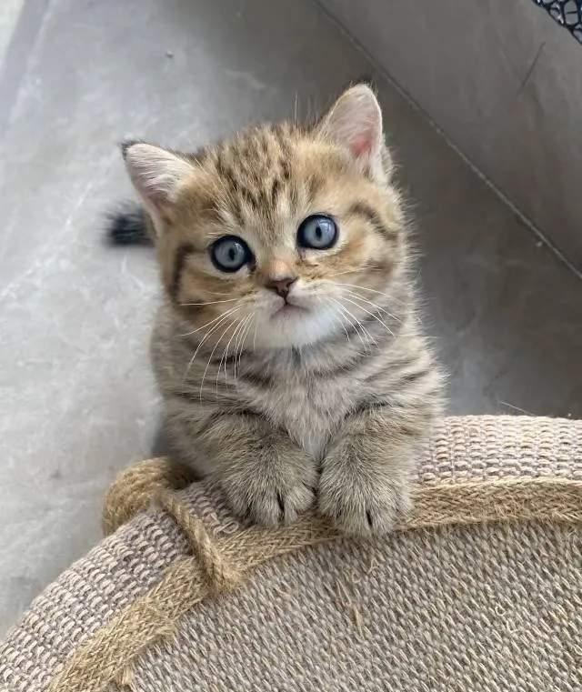 狸花猫这玩意儿压根就是伪装成宠物猫的存在，我朋友在小镇开民宿，养了6只猫，其中一