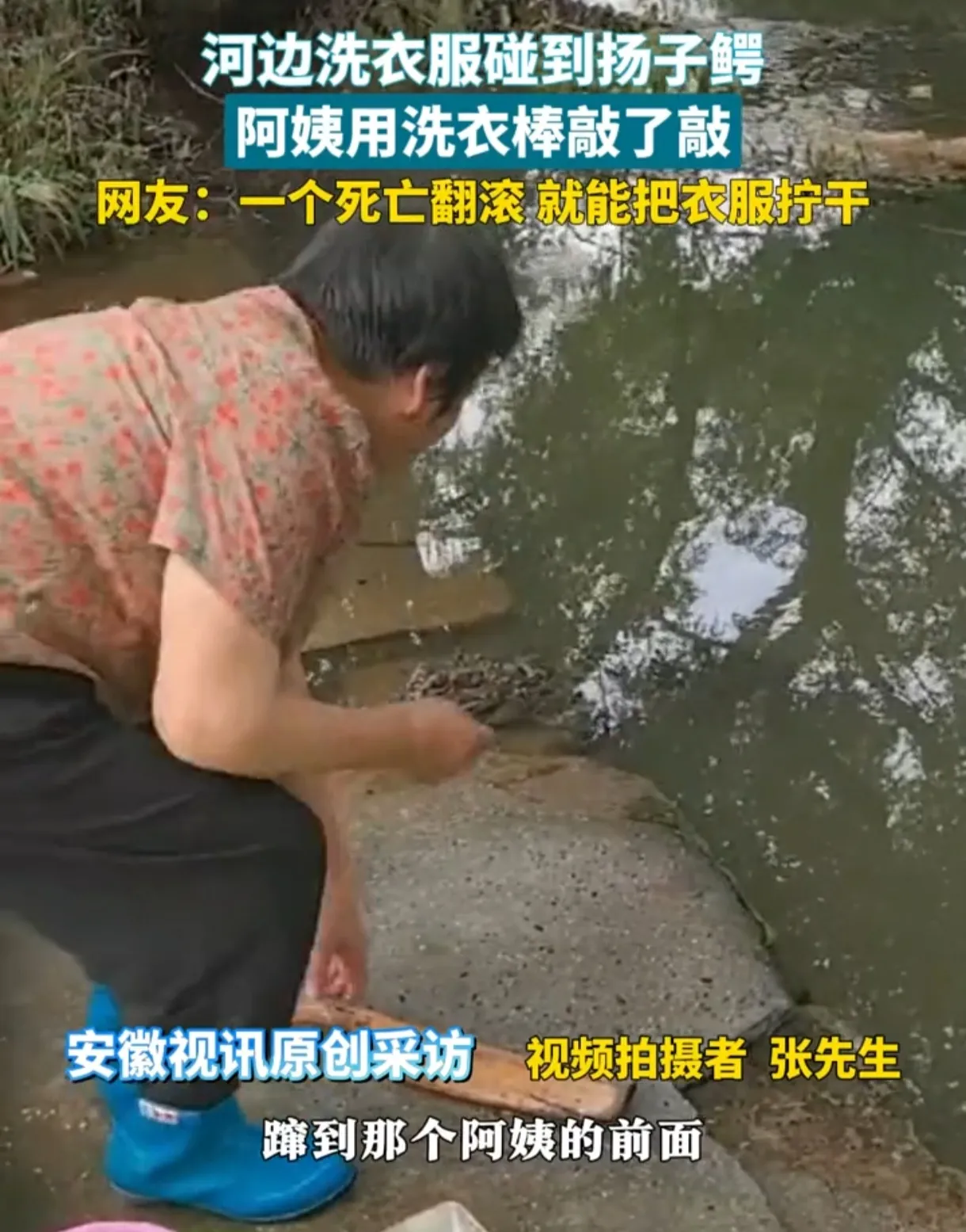 河边奇遇！阿姨洗衣棒“逗”扬子鳄，萌翻网友！

今天，一段阿姨河边洗衣偶遇扬子鳄