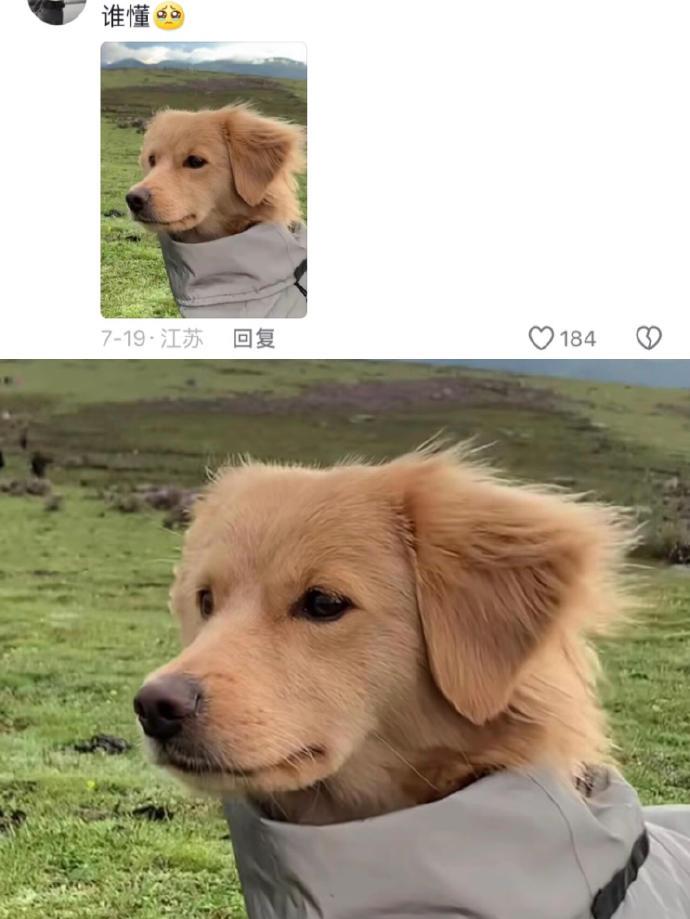 每日一笑：狗狗们也是懂穿搭的!！哈哈哈哈！大笑