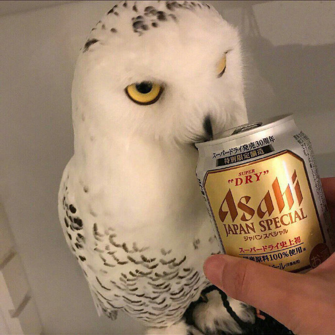 网友给宠物猫头鹰喝了啤酒以后