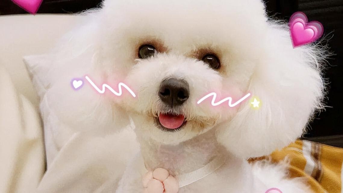 若一只比熊“爱你”，会在这8个地方睡觉，装不出来的！