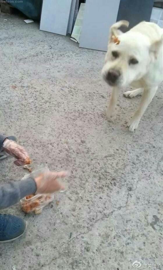 八辈子没吃过炸鸡了的汪！ ​​​