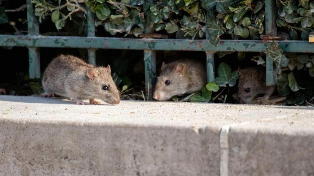 荷兰专家希望阿姆斯特丹居民与老鼠一起生活? 老鼠被误解得太深了