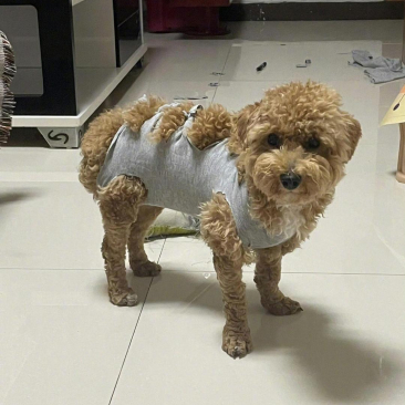    哈哈哈哈，给狗子做衣服真的会上瘾吗？那我得离狗子远一点，怕被它的时尚魅力迷