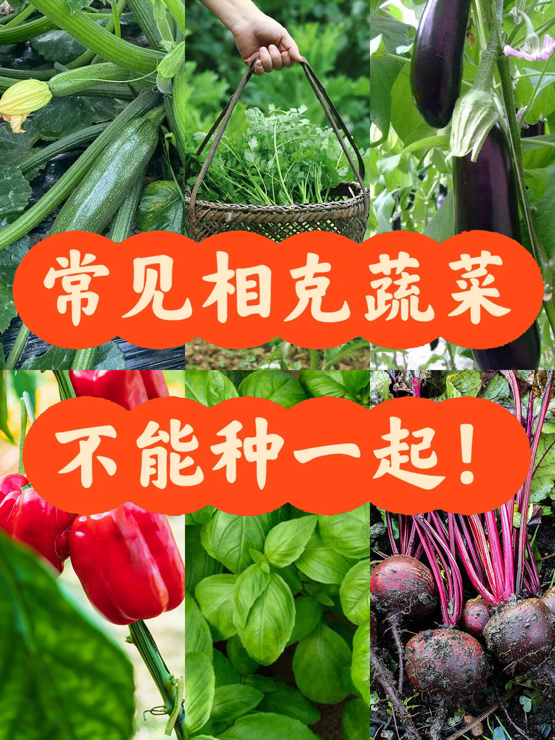 蔬菜种植相生相克—这些蔬菜不能种一起！
在家庭园艺中，有些蔬菜搭配在一起种植可以