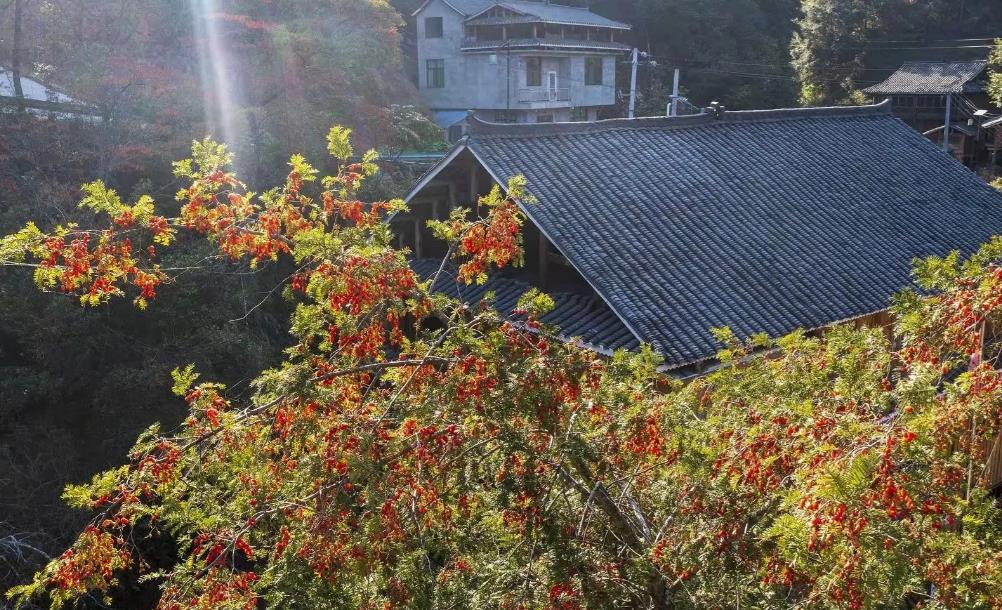 甘肃陇南发生一起具有警示意义的案件，一老农在山上挖了3株野生红豆杉被警方发现后，