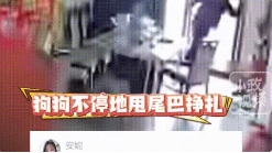 “太残忍了！”江苏南京，一女子发视频自称，其所饲养的三只狗被婆婆在家中阳台处，用