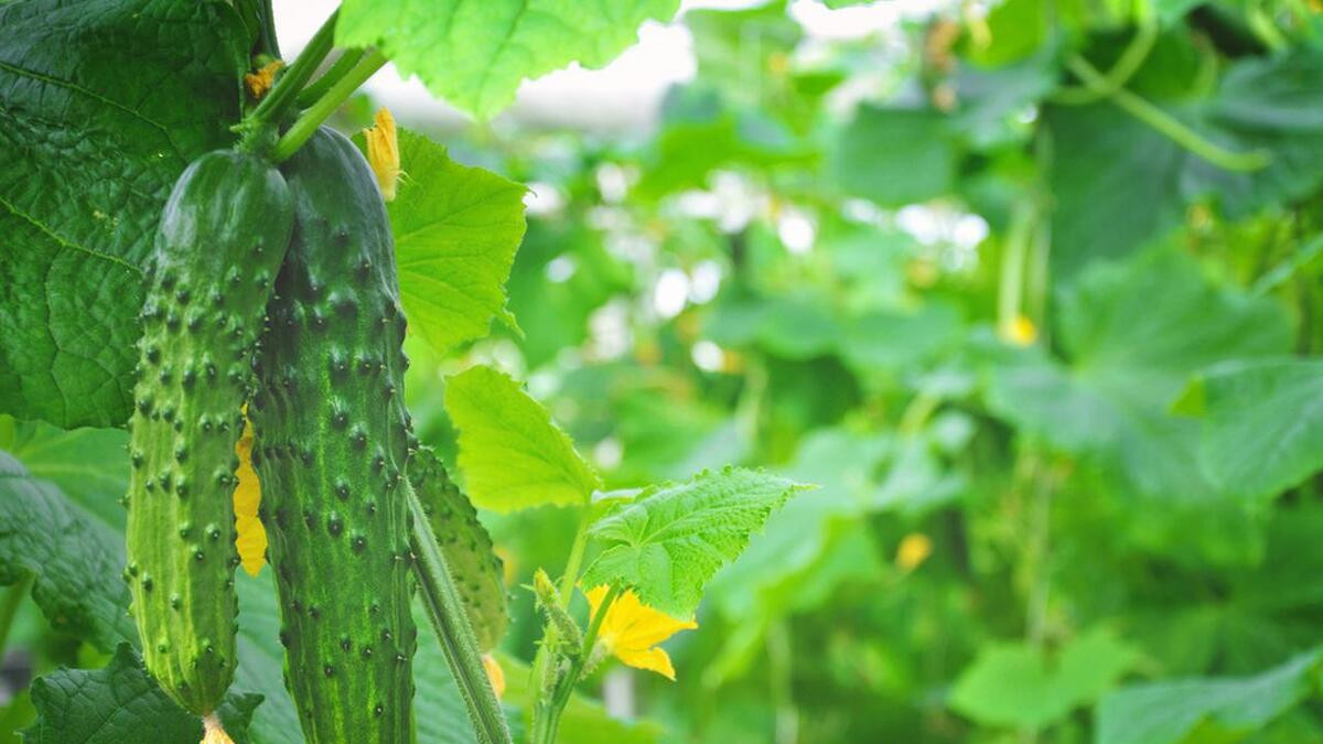 黄瓜高产不是梦：疏花疏果，营养补给，秘诀大公开！