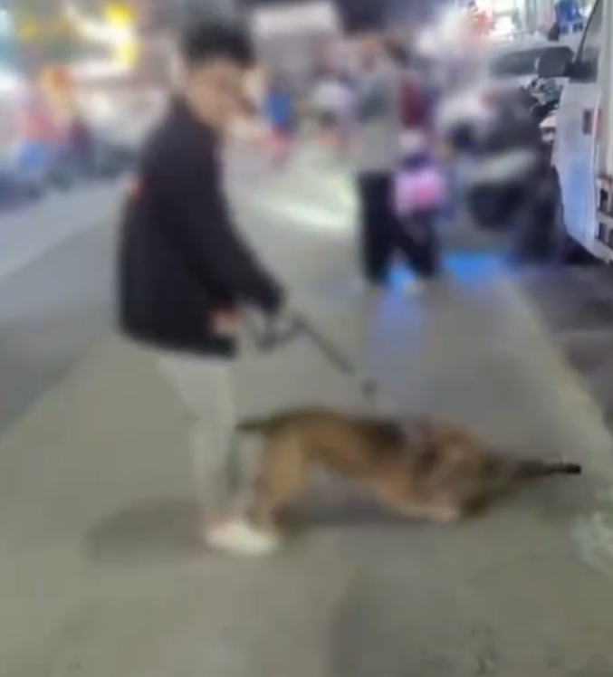 广东东莞，一男子为了训练比特犬，专门让其撕咬流浪猫，路人让他把狗拉开，男子却说：