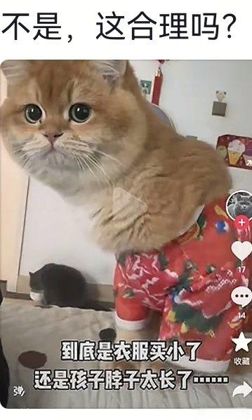 猫界有自己的范丞丞