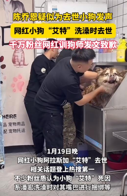 “风向彻底变了！”网红潘宏用扎带把狗嘴巴封死，导致狗子突发心脏病死亡，演员陈乔恩
