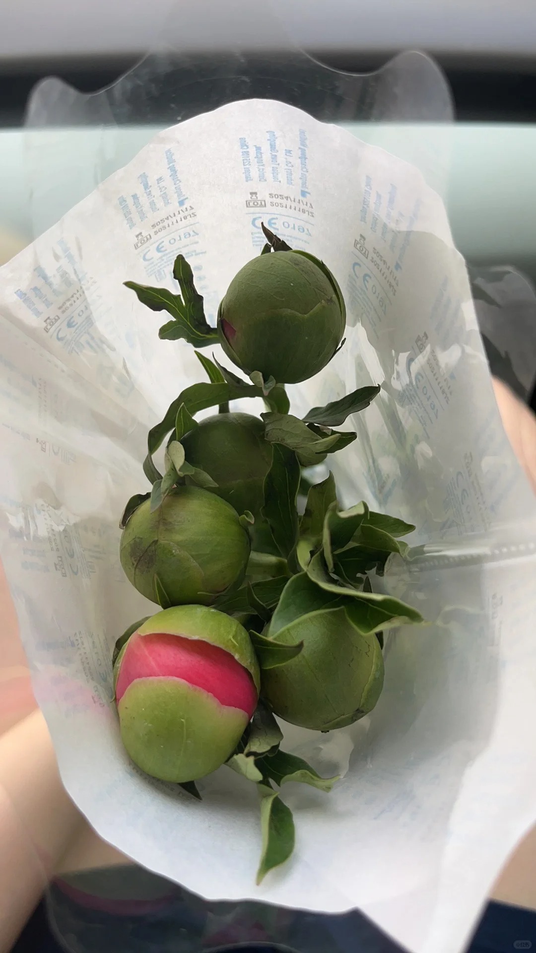 右滑看铁蛋开花！
落日珊瑚真的太美了！！