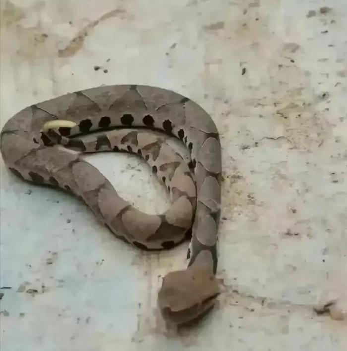 广西，有一位村民在竹林里砍竹子，不小心被一条小蛇咬伤，村民一气之下把这条蛇打死了