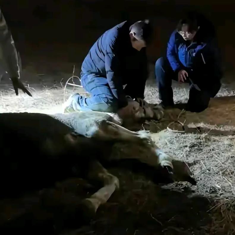 救人白龙马不幸离世后，仙桃市政府迅速做出了三个决定：
一是准备为白龙马举行一次悼