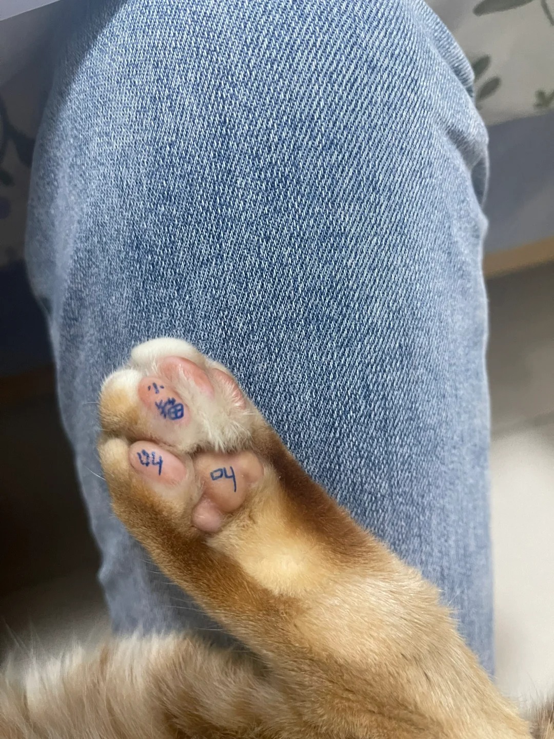 这是对打扰主人做题的小猫惩罚！
大屁股就非要坐在我书上