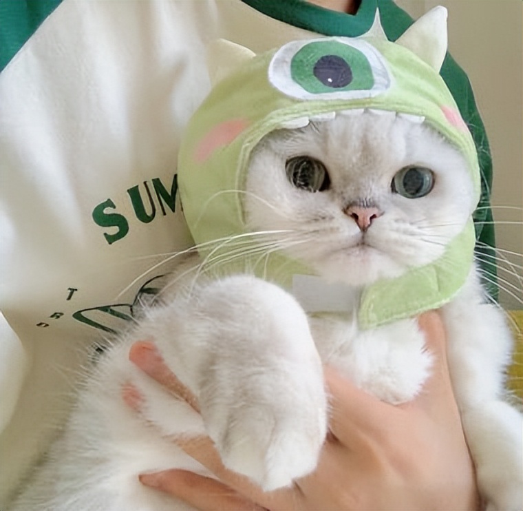 猫咪不出门，真的不无聊吗？揭秘喵星人的快乐秘诀！