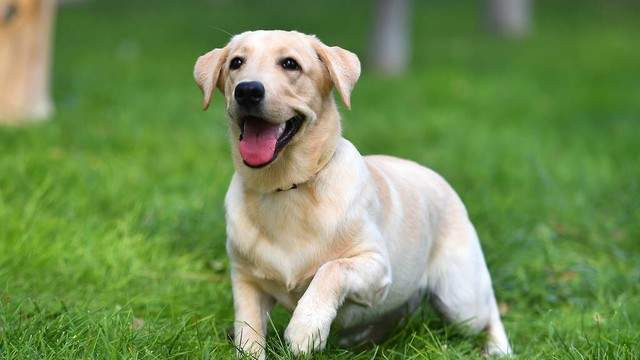 拉布拉多是宠物狗中身体素质最好的吗？高原狂奔8里路，都不高反