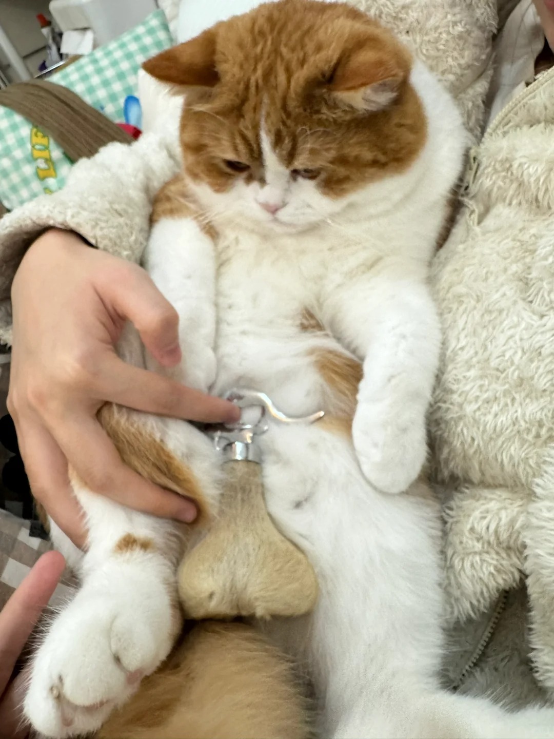 给猫装了个义蛋…
😅其实这是个袋鼠蛋 朋友从澳洲带回来的

没想到红中第一次闻
