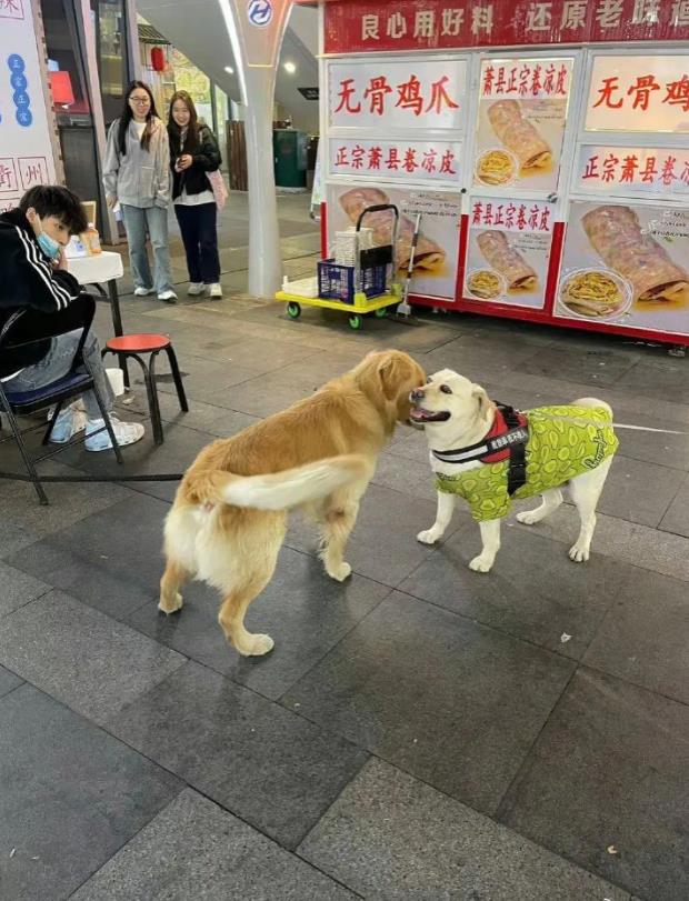 大黄对它说了什么让它瞬间变脸