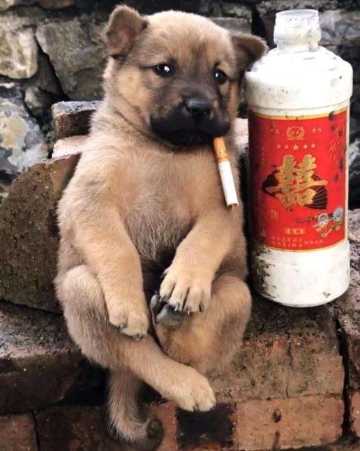 这狗子可能也要烦恼吧