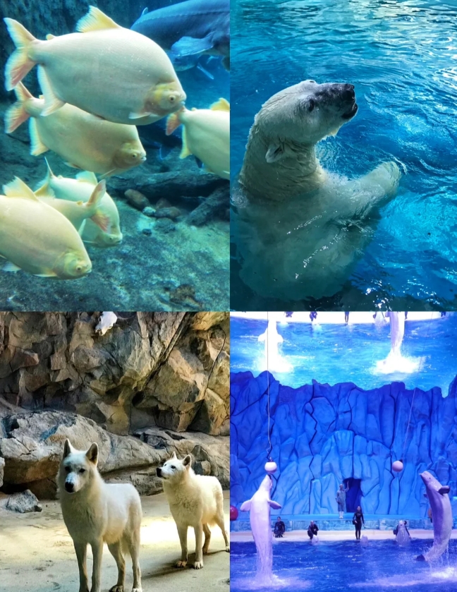长隆旅游攻略