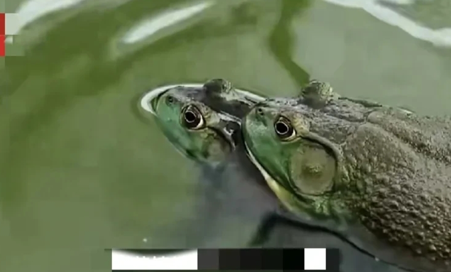 福建，一女子在银行贷款，买了93万尾蛙苗，养在自家池塘，谁知市镇上来人，说她养的