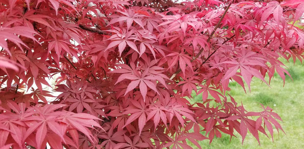 






红枫是优良彩叶树种
红枫为槭树科槭树属落叶小乔木，树冠近圆形或伞形