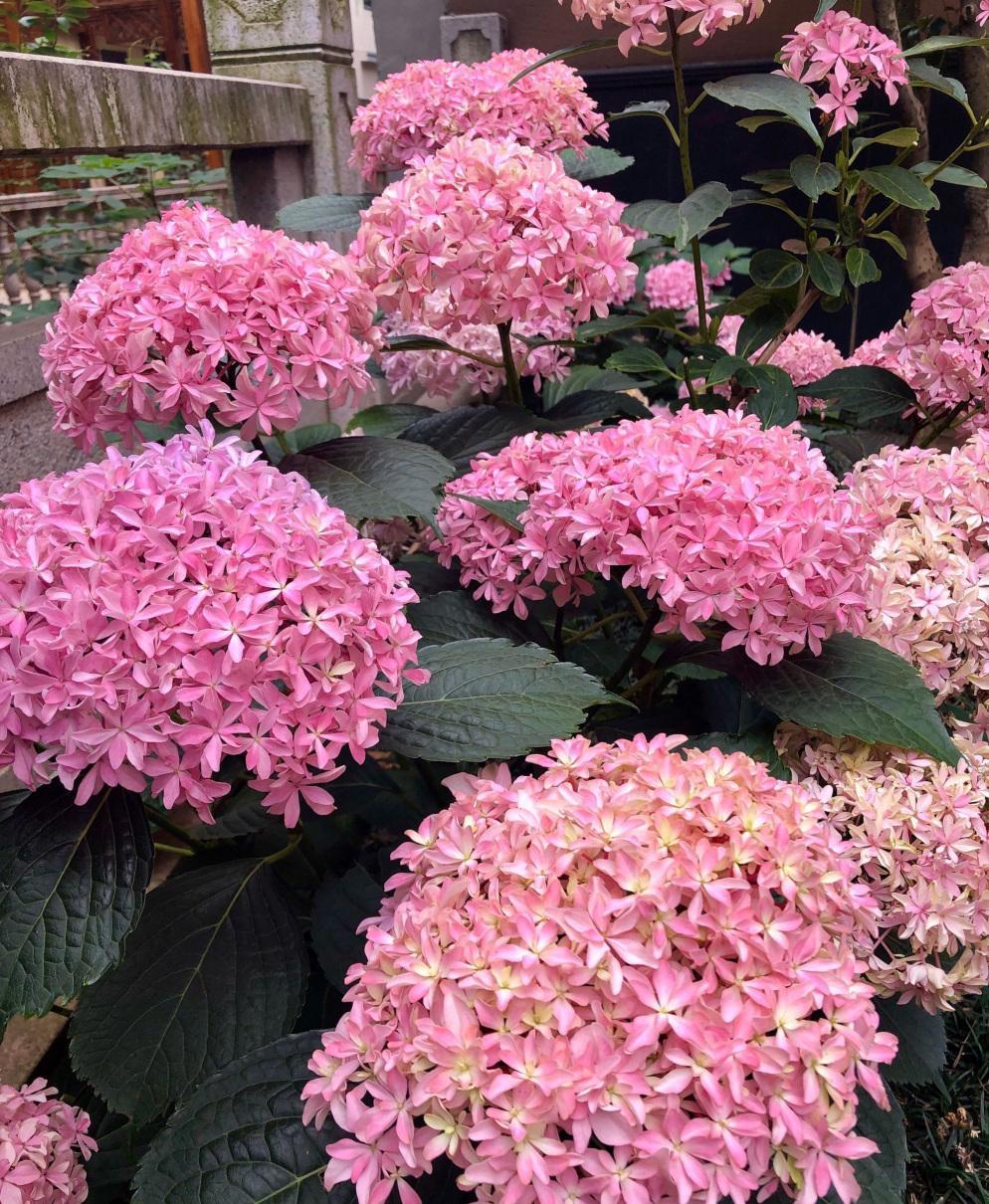 






 春季养花，养棵绣球花“灵感”吧，植株矮矮的，高只有30~50cm